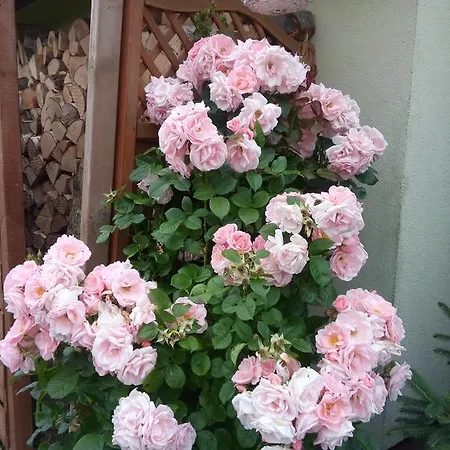 Orman Evi Kapitanskie Z Prywatnym Polem Do Gry W Mini Golf Rewal