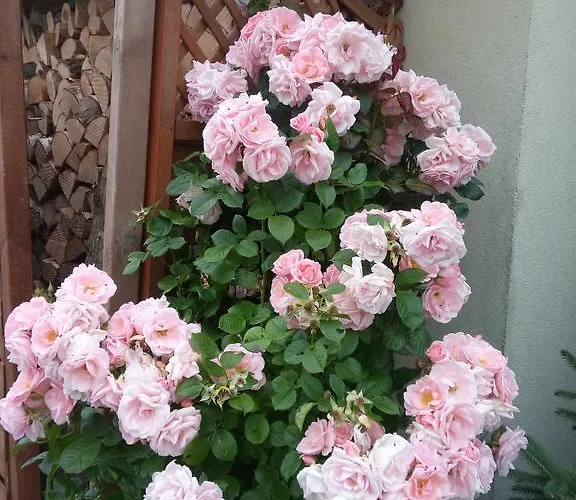 Lodge Kapitanskie Z Prywatnym Polem Do Gry W Mini Golf Rewal